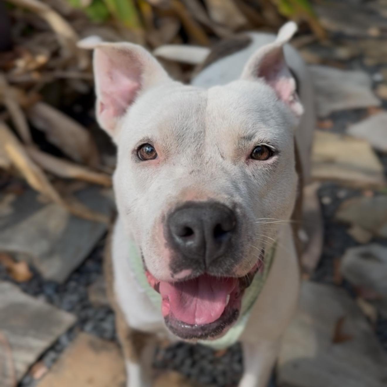 An adult medium-sized female Brown / Chocolate American Staffordshire Terrier dog named Cookie Monster for adoption in Houston, TX