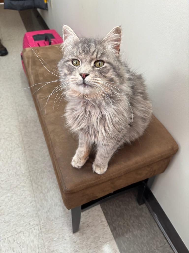 An adult medium-sized male Domestic Long Hair cat named Tony Boloney for adoption in Defiance, OH