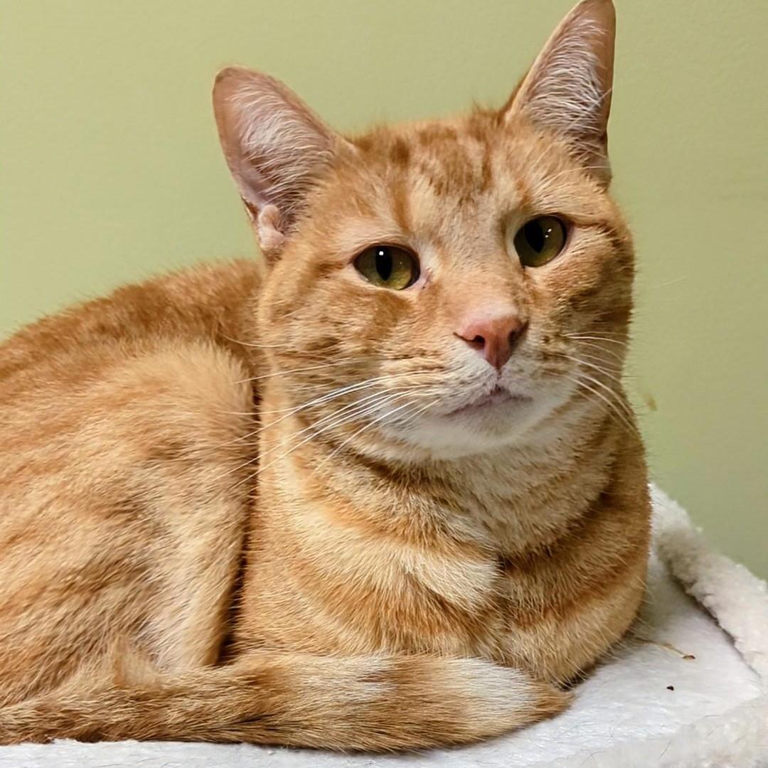 Junior Bonded With Mango