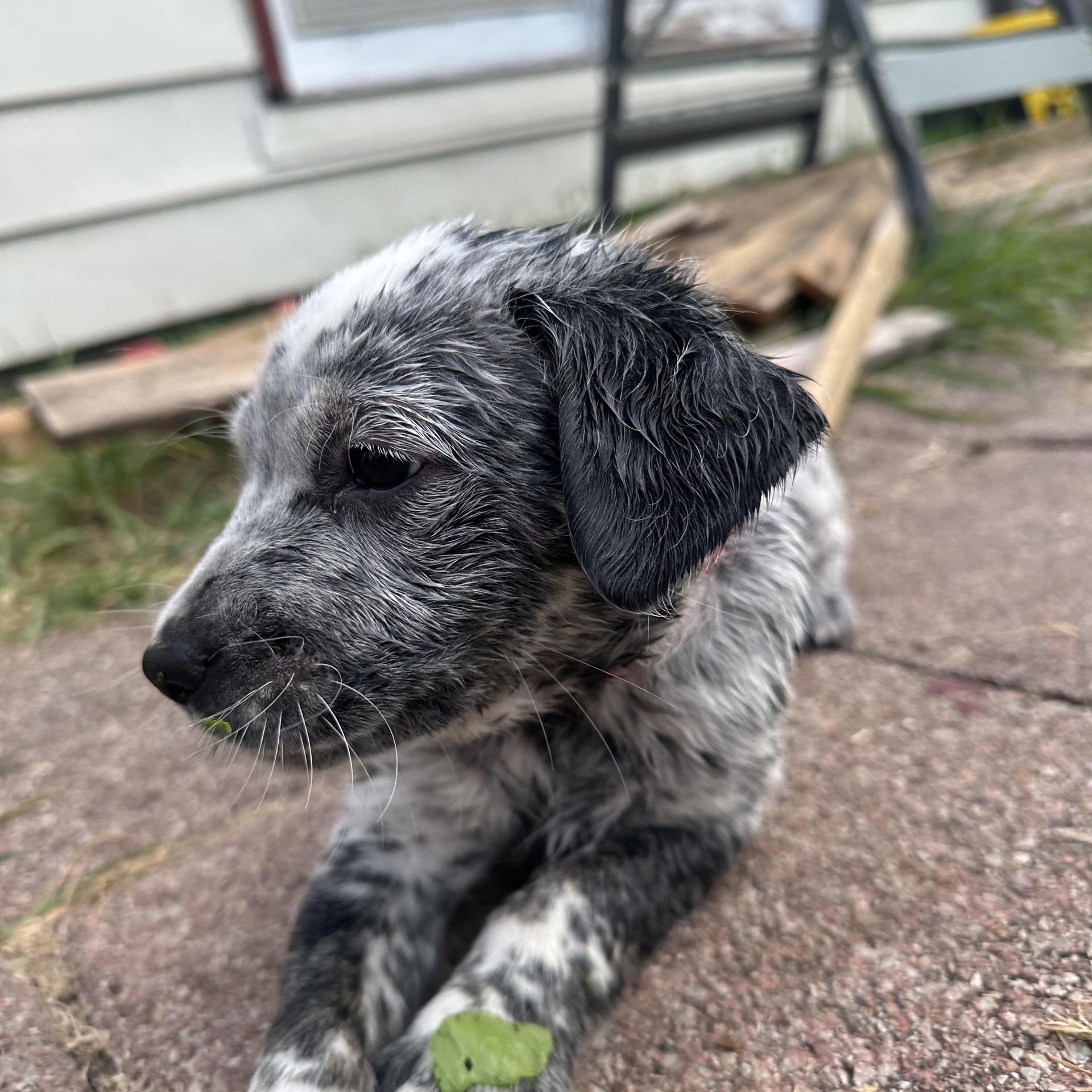 A baby medium-sized male Australian Cattle Dog / Blue Heeler dog named Bear for adoption in Haslet, TX