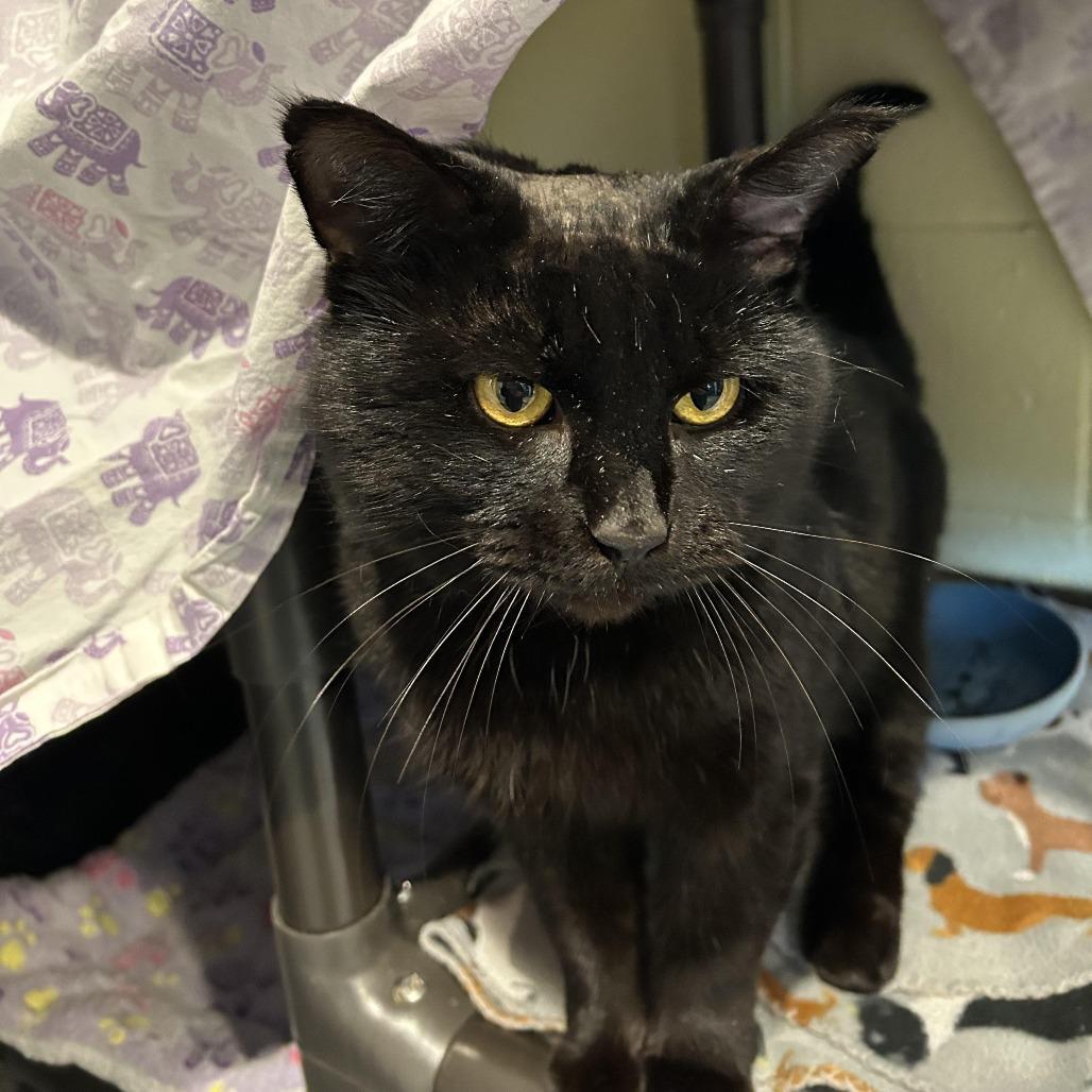 Nashville Hot Chicken