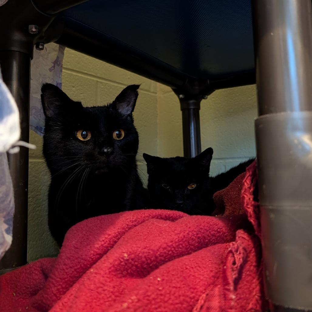 Nashville Hot Chicken