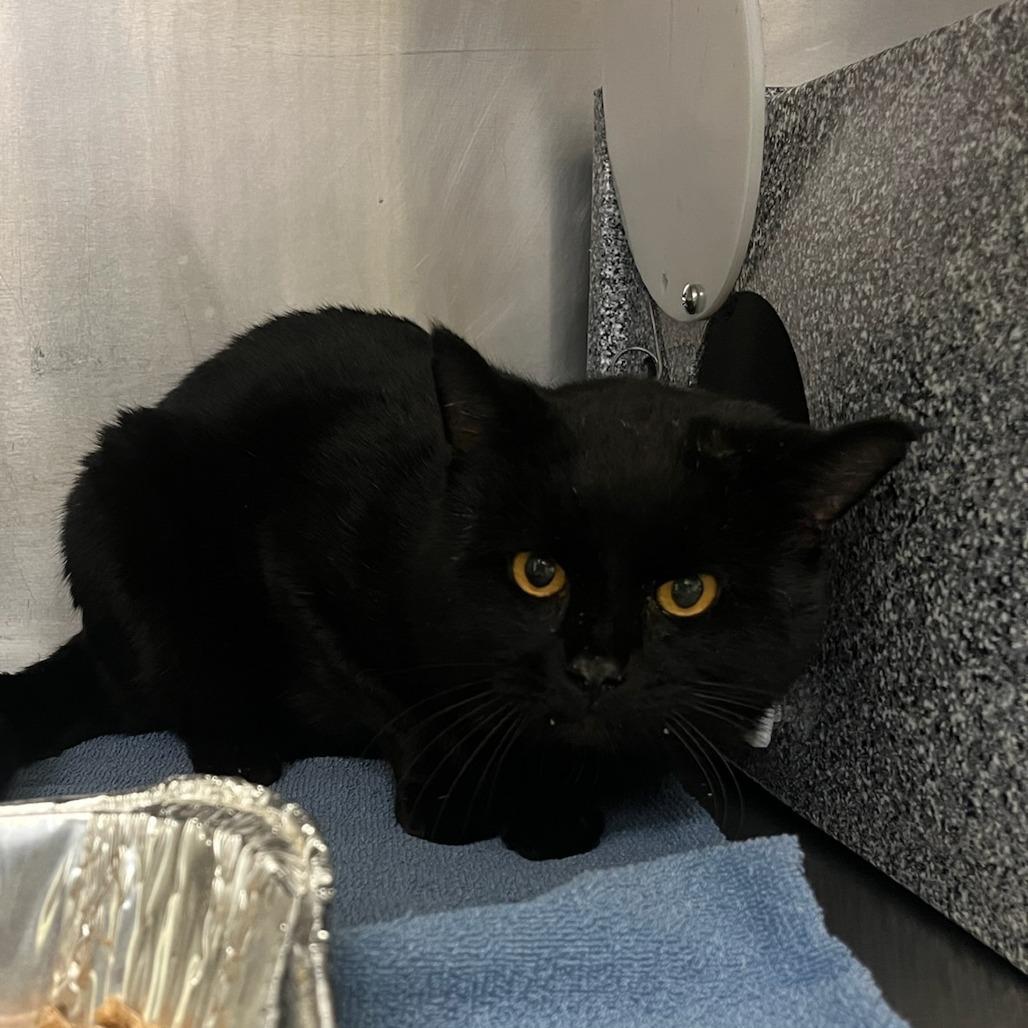 Nashville Hot Chicken