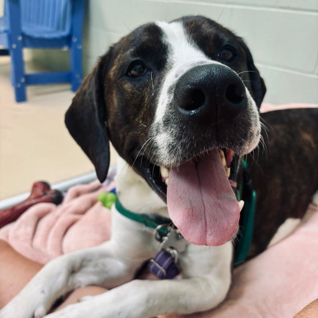 Peanut Butter Henry photo 1