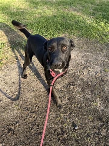 A young medium-sized female Labrador Retriever dog named Gypsy for adoption in Houston, TX