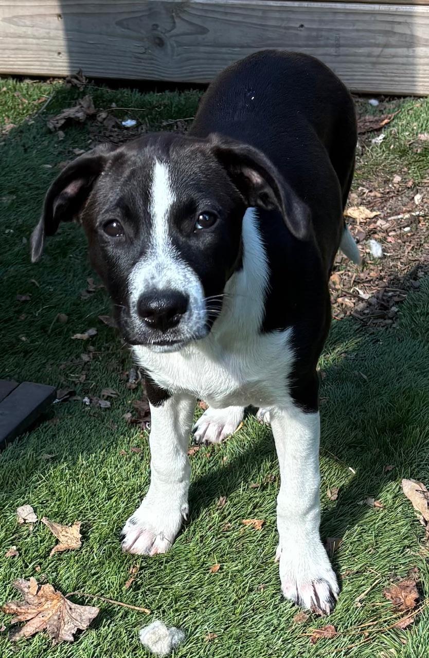 A baby large-sized female Black Hound dog named Meet Angel – A for adoption in Houston, TX
