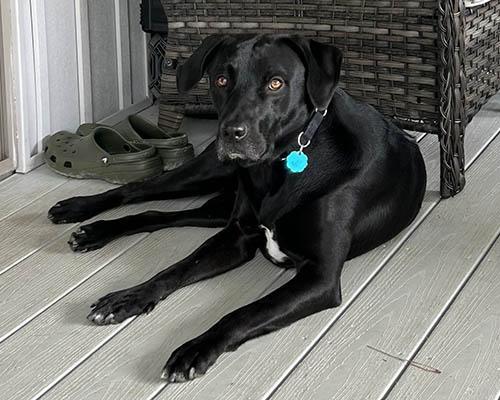 An adult medium-sized male Black Labrador Retriever dog named Quincey for adoption in Lake Wylie, SC