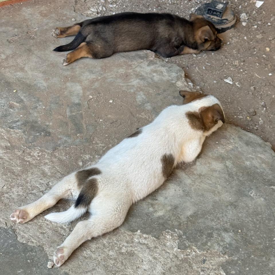 Calling All Cattle Pups!!