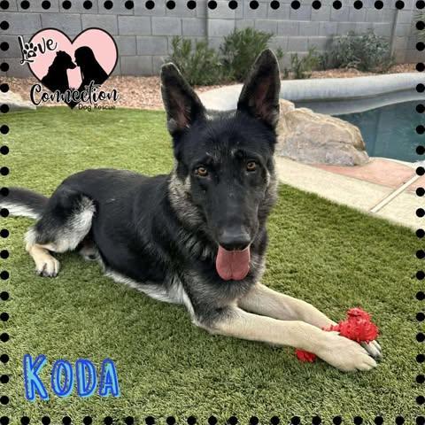 Koda