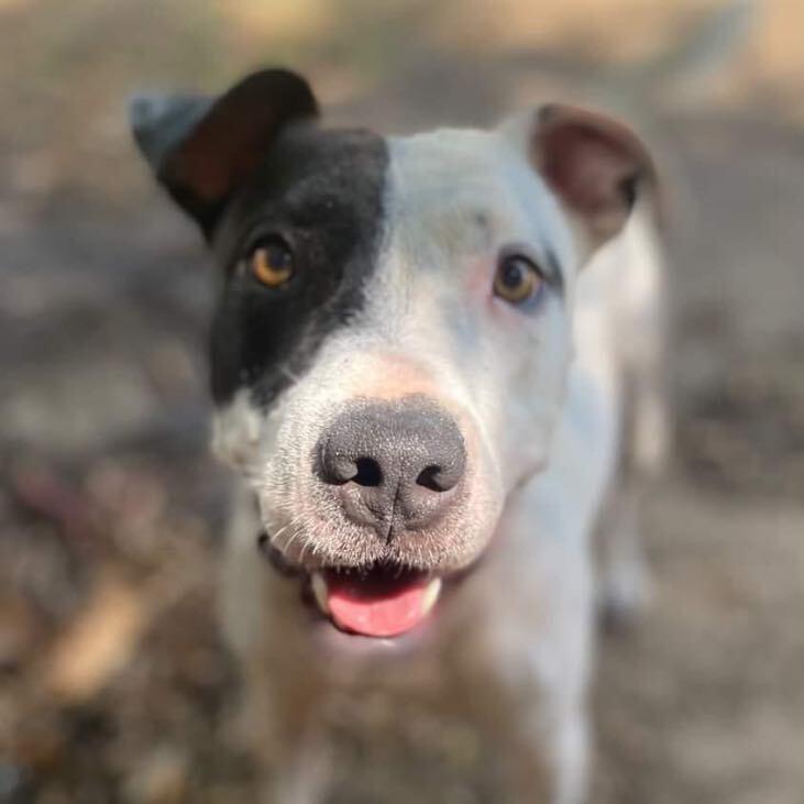 An adult medium-sized male Pit Bull Terrier dog named Inchy for adoption in Denison, TX