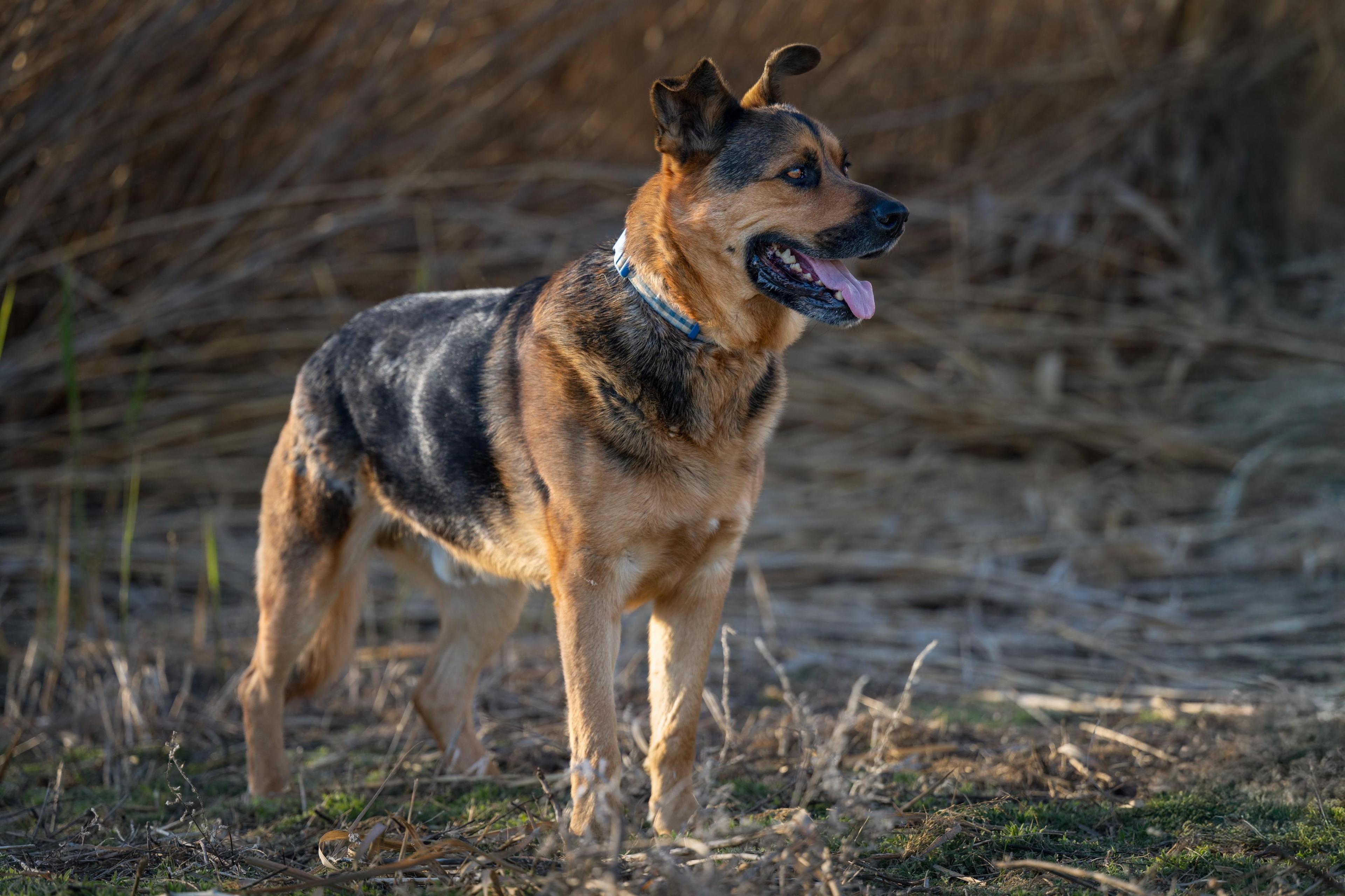 Handsome: Ridge Dog Graduate