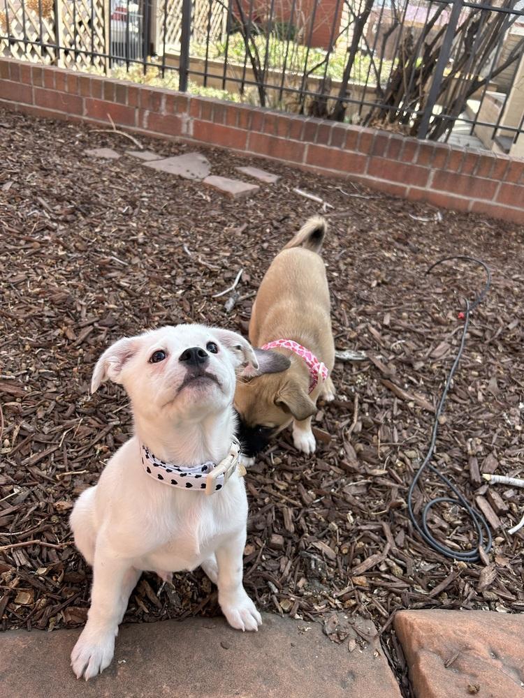 Cupid Of The Valentine’s