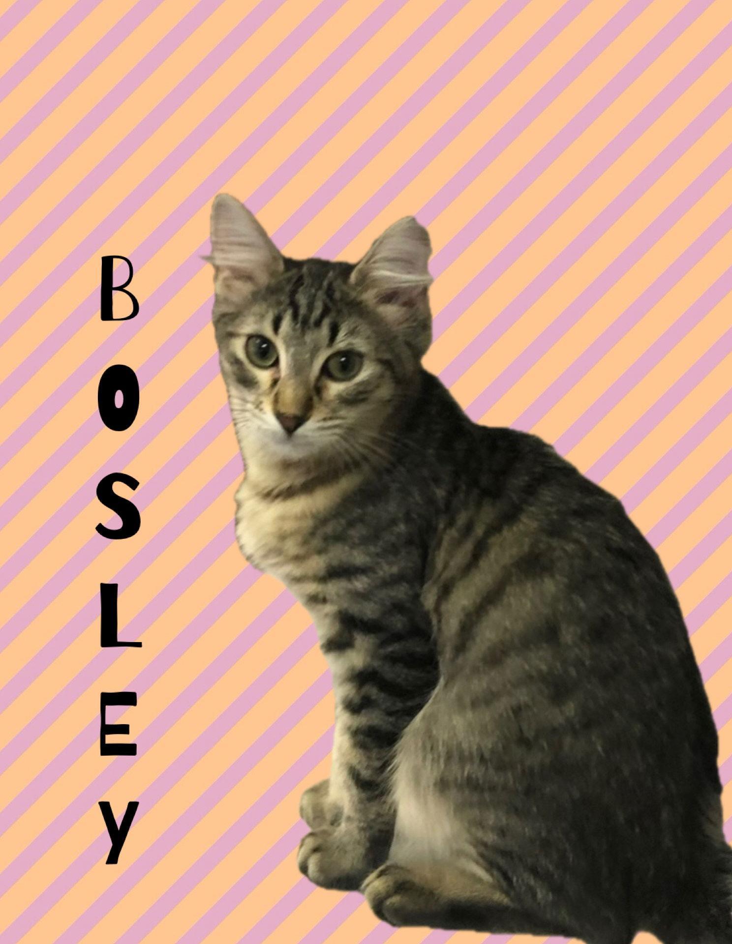 Bosley