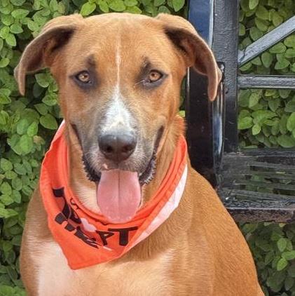 A young medium-sized male Golden Black Mouth Cur dog named Boomer for adoption in Longview, TX