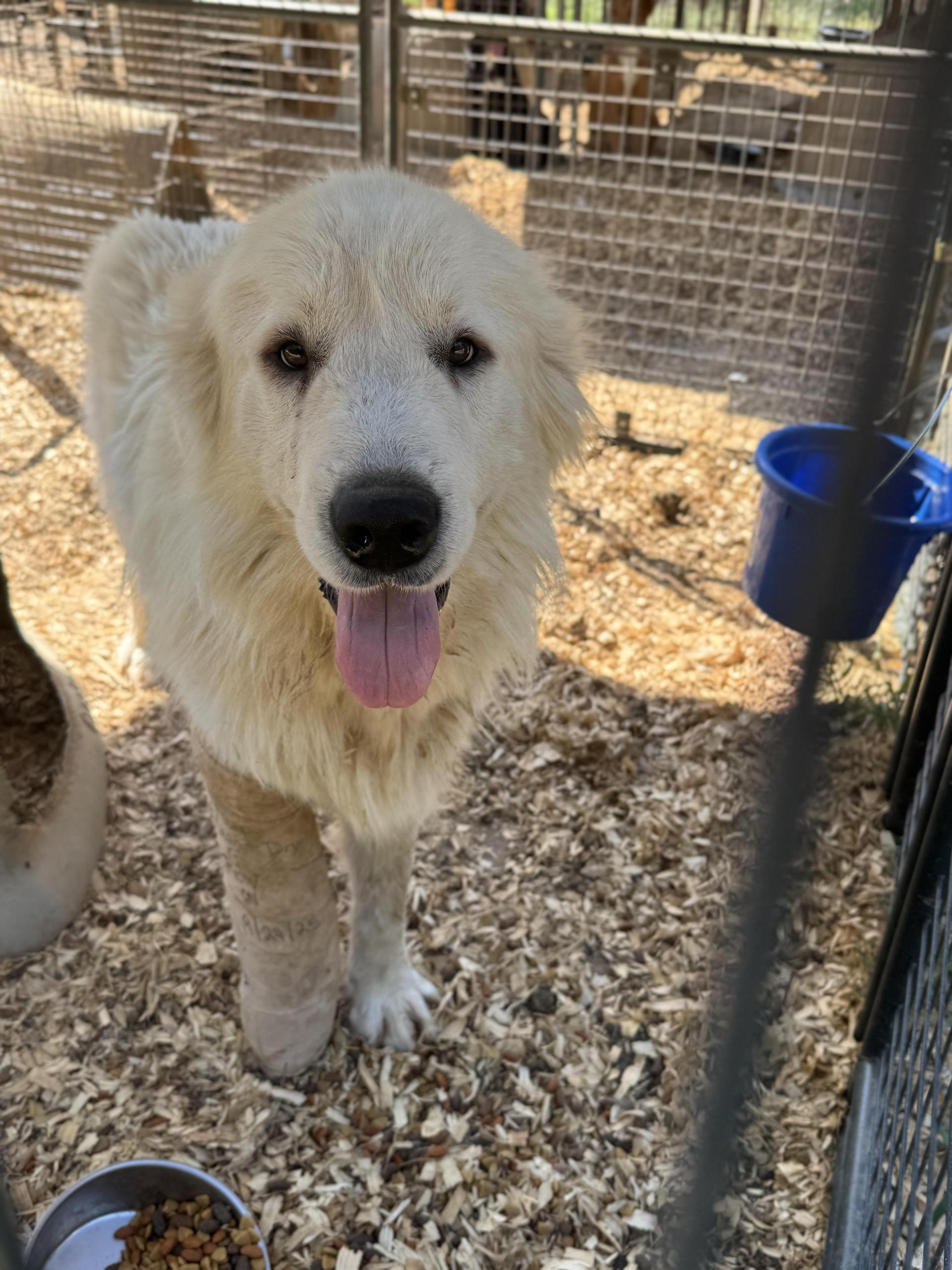 An adult extra large-sized male Great Pyrenees dog named Grizzly for adoption in Fosters, AL