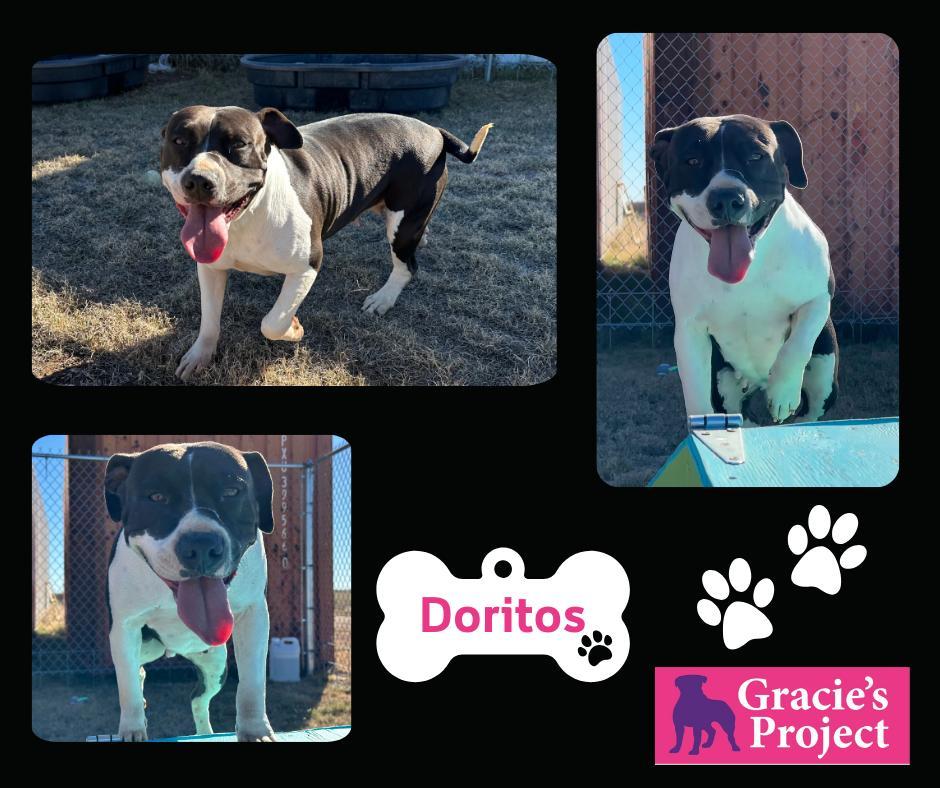 An adult large-sized female White / Cream American Bulldog dog named Doritos for adoption in Canyon, TX