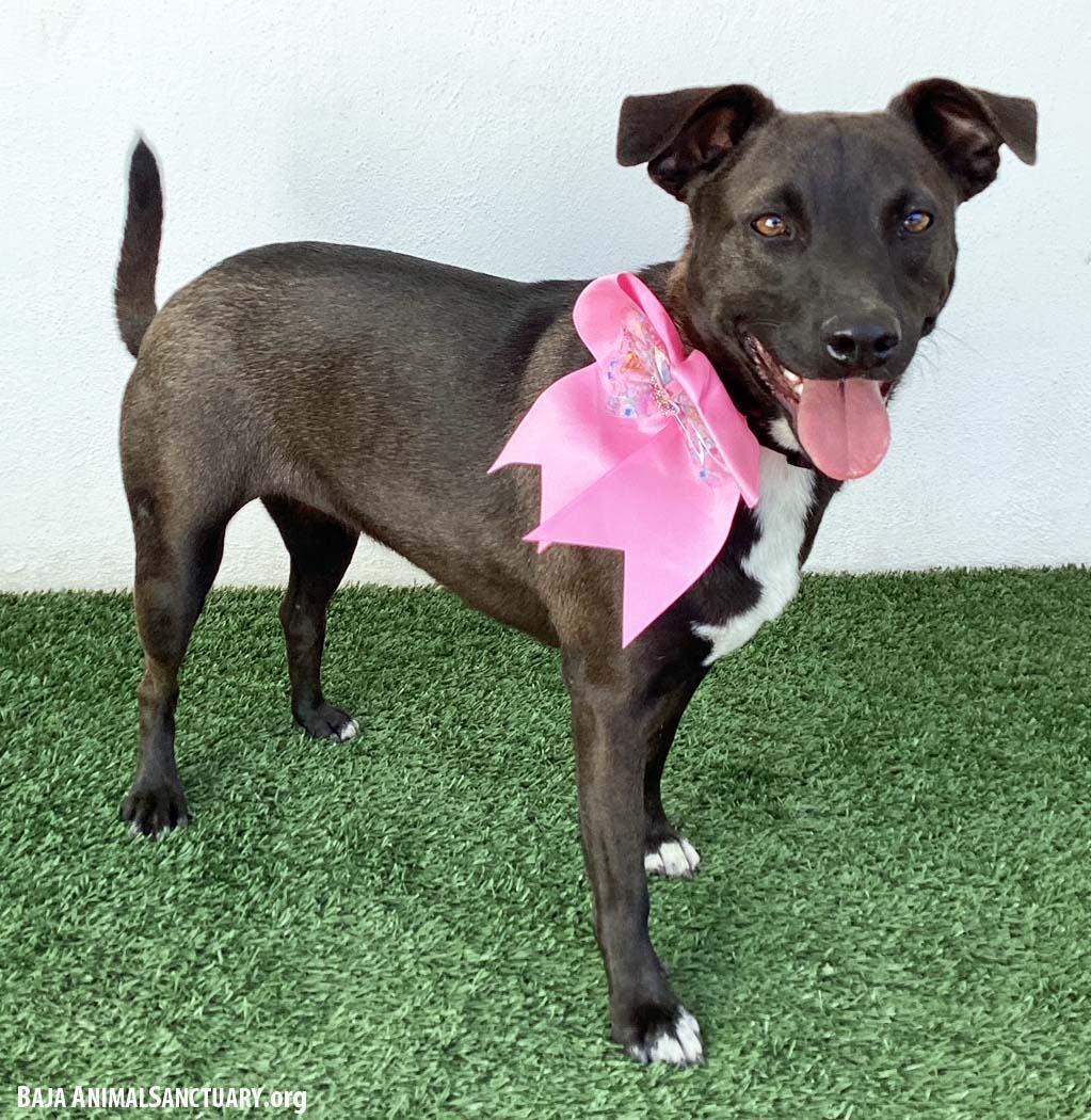 A young medium-sized female Black Labrador Retriever dog named Erin for adoption in San Diego, CA