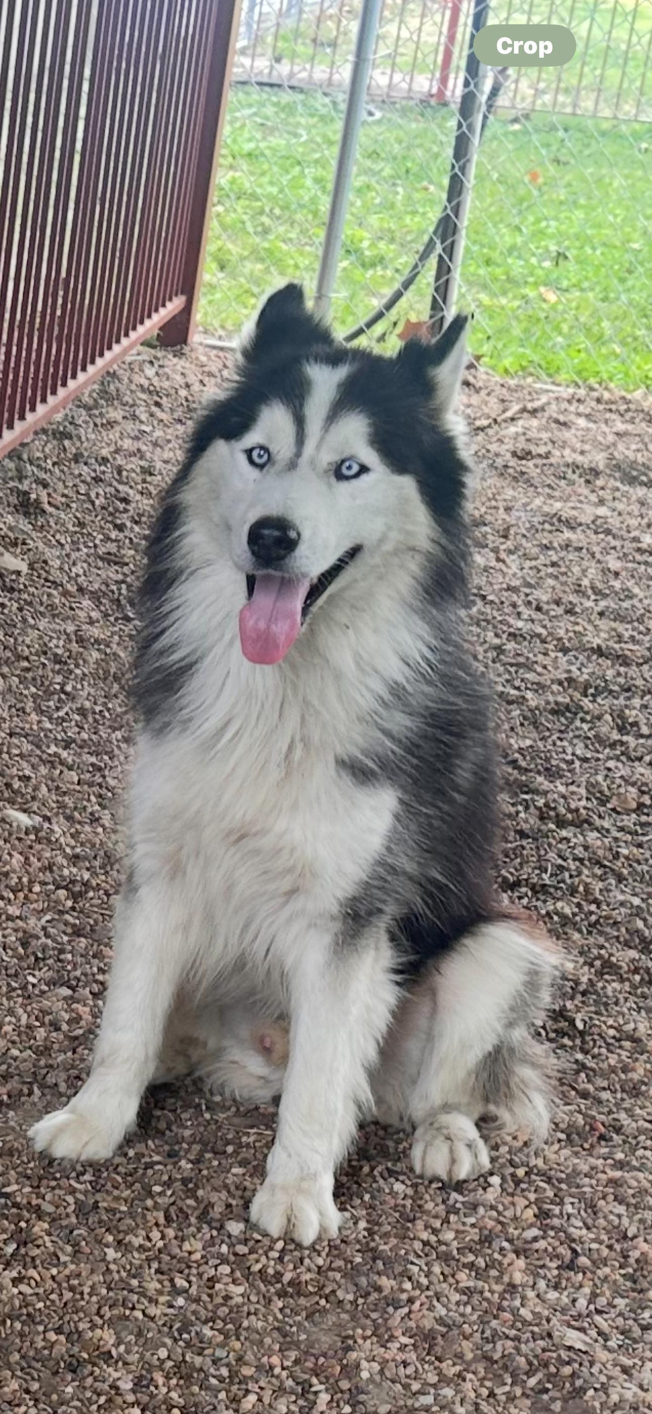 A senior large-sized male Siberian Husky dog named Oreo for adoption in Sumter, SC