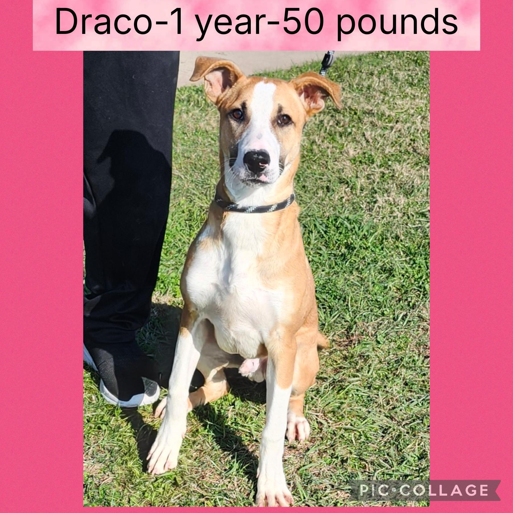 Draco