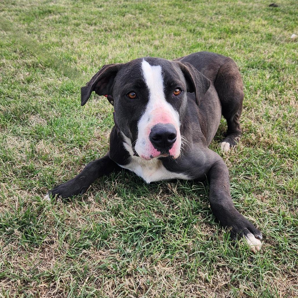 Frijoles Aka Bean Jum