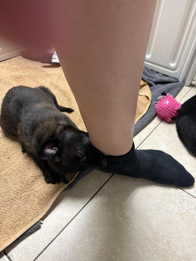 Lakeland Lookers Knox