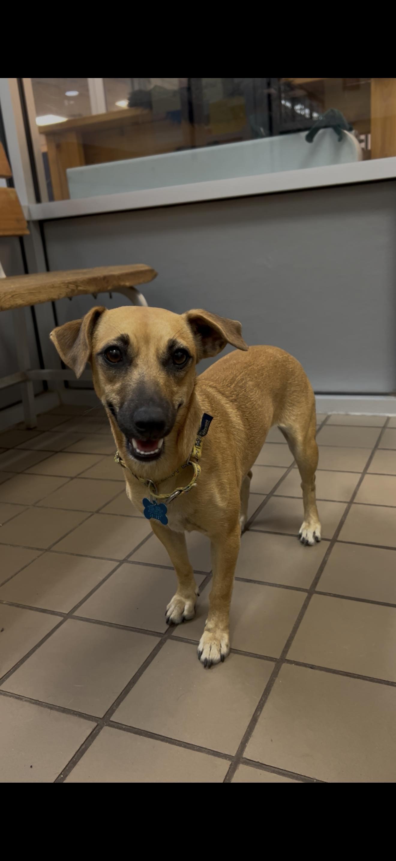 An adult small-sized female Apricot / Beige Dachshund dog named Noa for adoption in Wantagh, NY