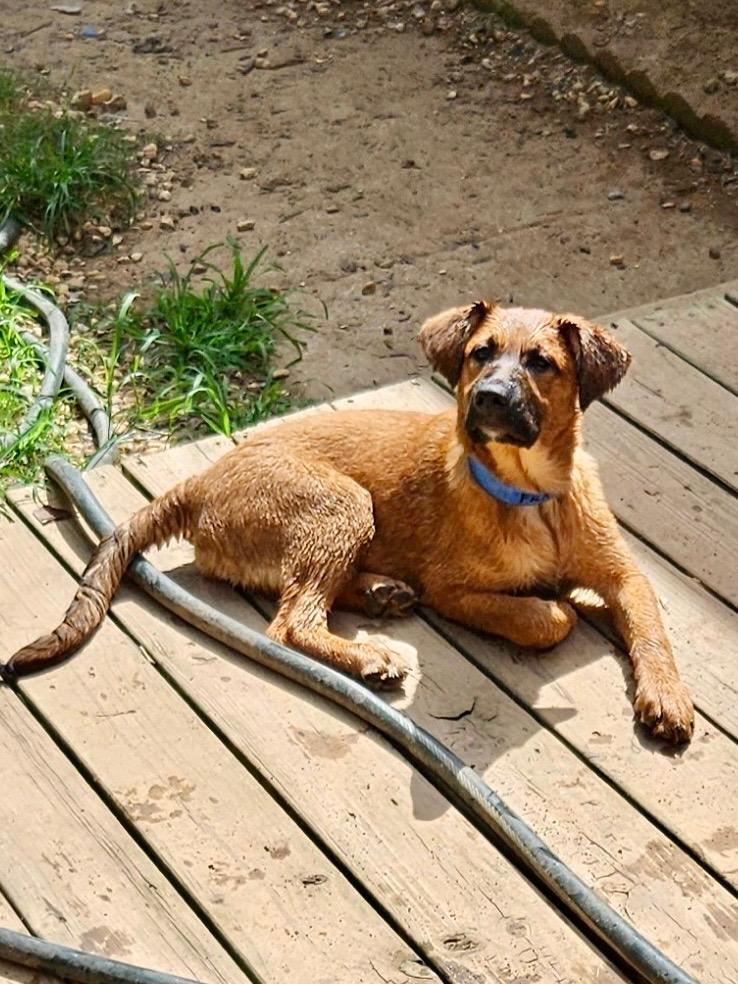 A young large-sized female Black Mouth Cur dog named Fran for adoption in Fosters, AL