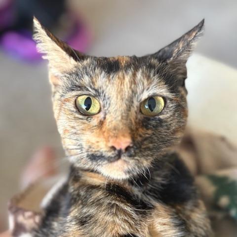 A young medium-sized female Tortoiseshell American Shorthair cat named Vivacious Venus for adoption in Stamford, CT