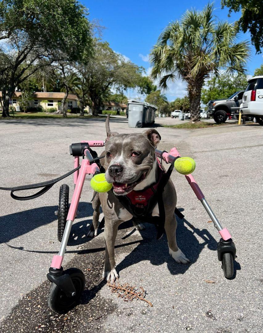 An adult medium-sized female Bicolor Pit Bull Terrier dog named Precious for adoption in Margate, FL