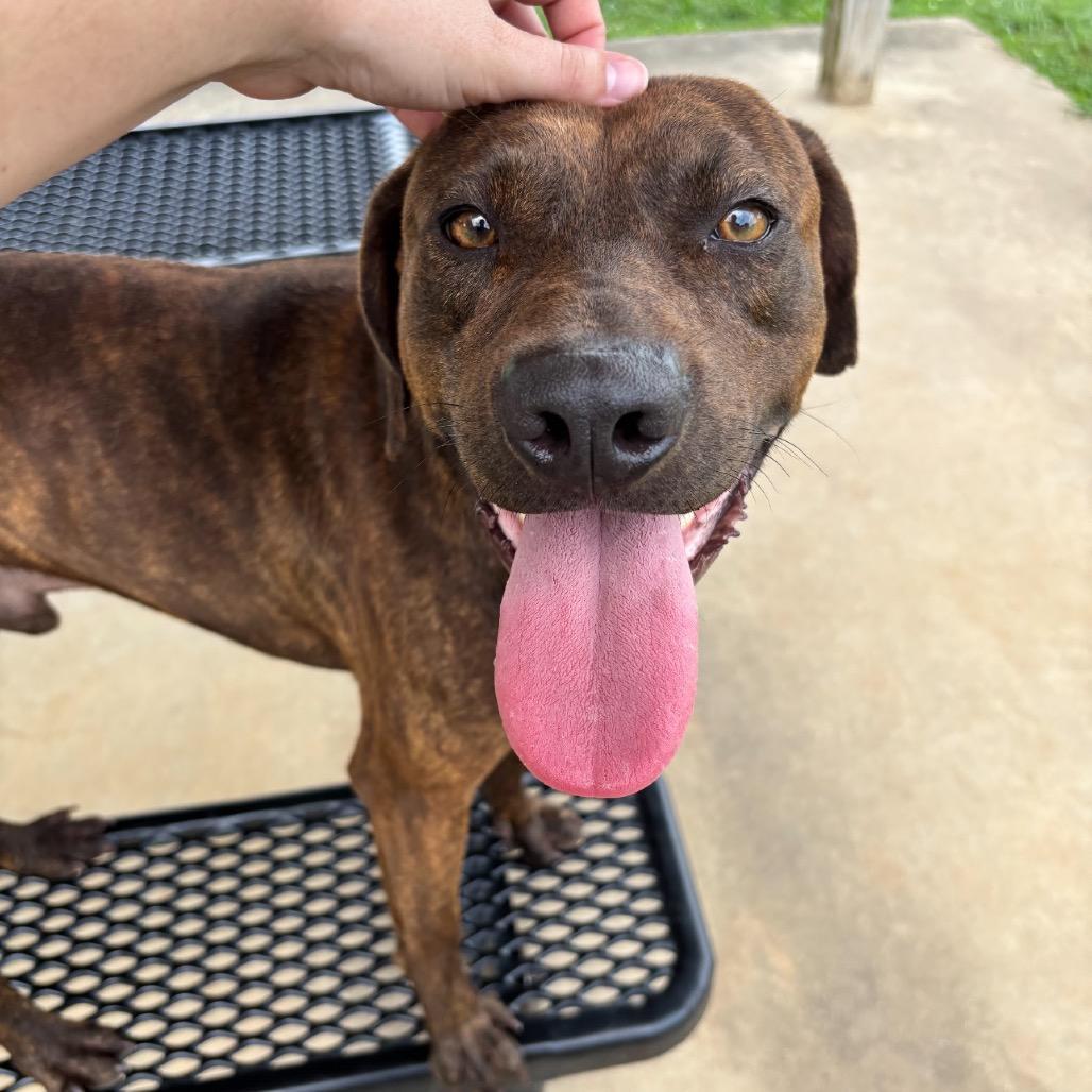 An adult medium-sized male Brown / Chocolate Mixed Breed dog named Oliver for adoption in Alabaster, AL