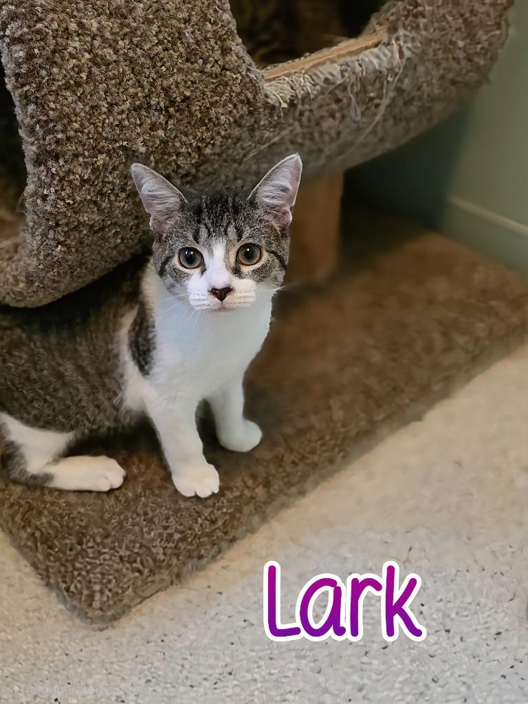 Lark