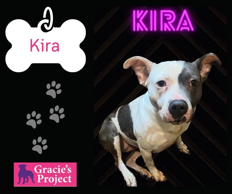 An adult medium-sized female Gray / Blue / Silver Pit Bull Terrier dog named Kira for adoption in Canyon, TX