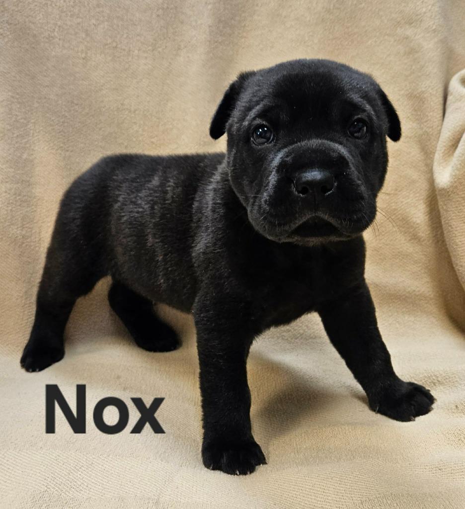 Nox
