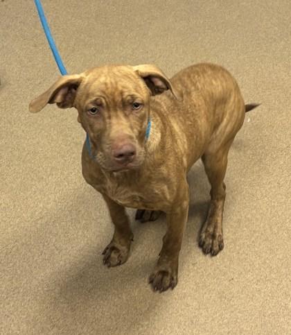 A young medium-sized male Mixed Breed dog named Paprika for adoption in Chamblee, GA