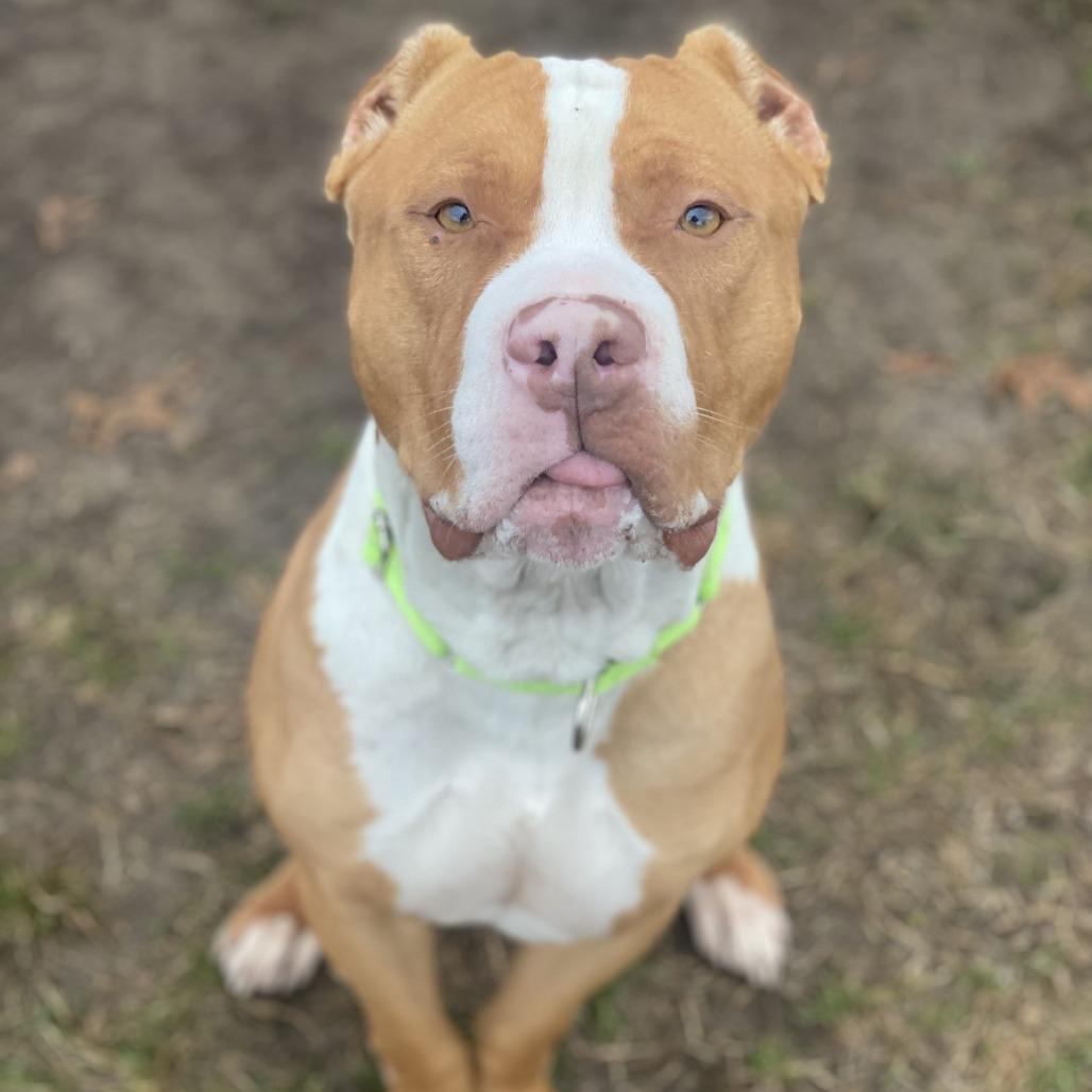 An adult large-sized male Red / Chestnut / Orange Mixed Breed dog named Haze for adoption in Vineland, NJ