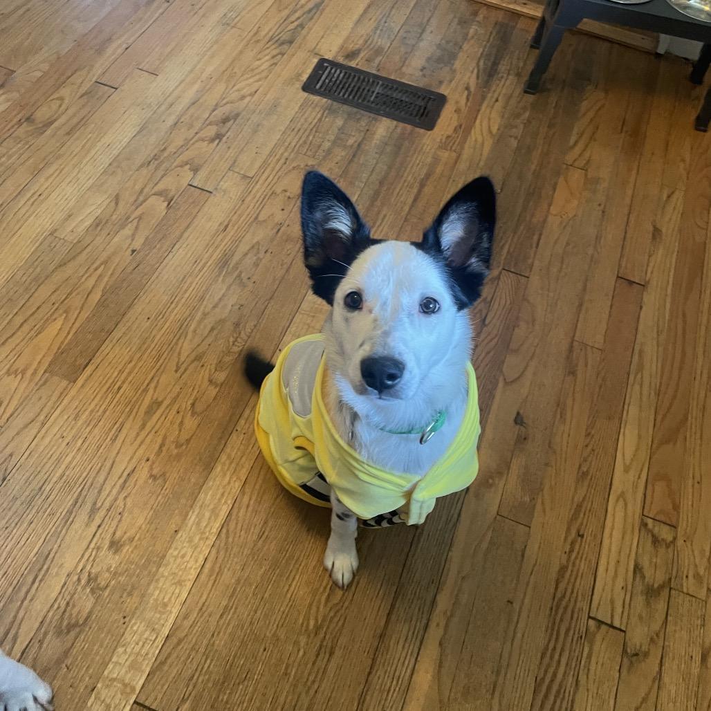 A young medium-sized male White / Cream Mixed Breed dog named Stitch for adoption in Saratoga Springs, NY