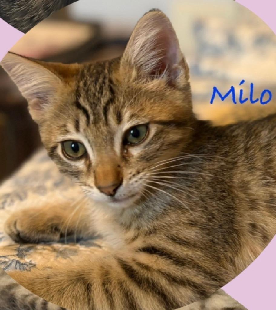 Milo