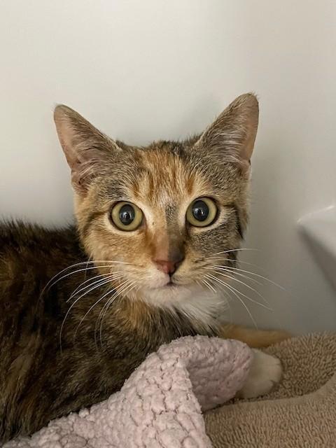 A young medium-sized female Torbie Domestic Short Hair cat named Merry for adoption in Hayward, WI