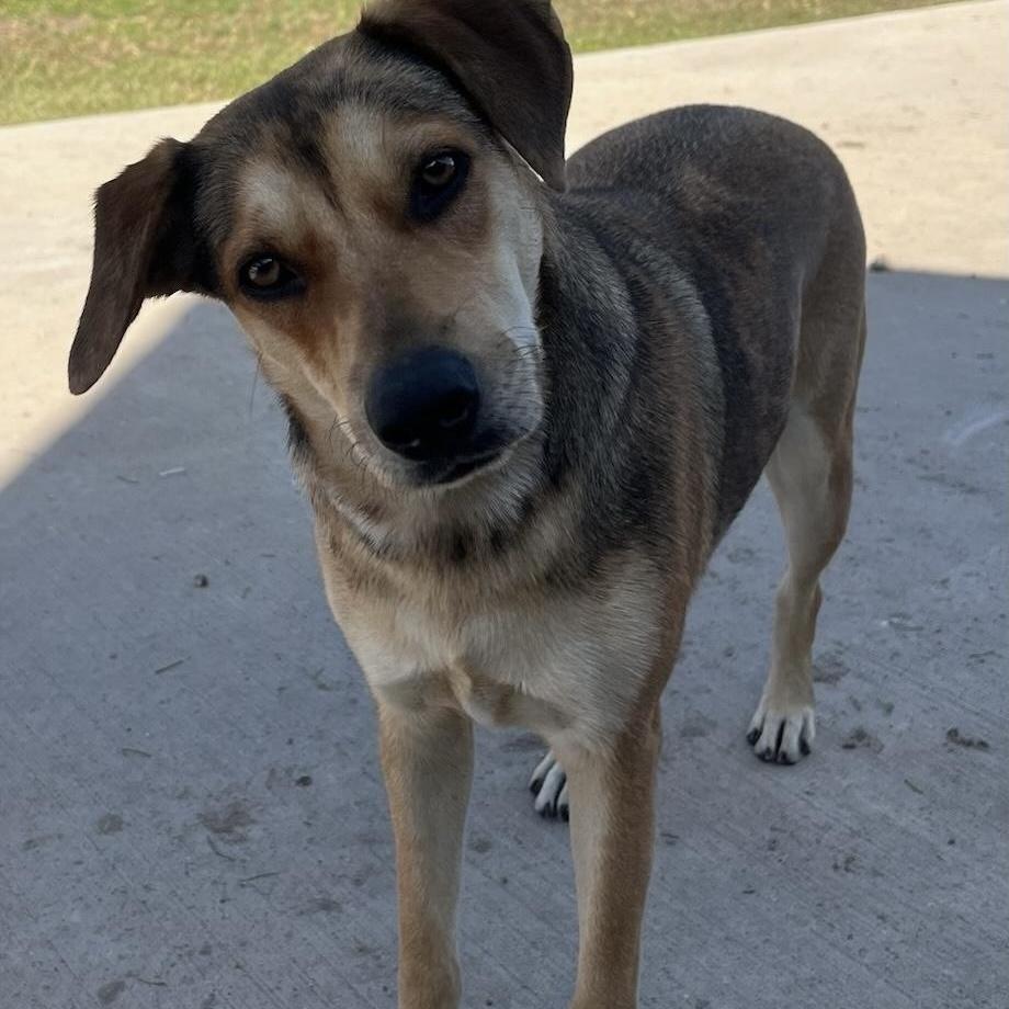 A young medium-sized female Shepherd dog named Grace for adoption in Harlingen, TX