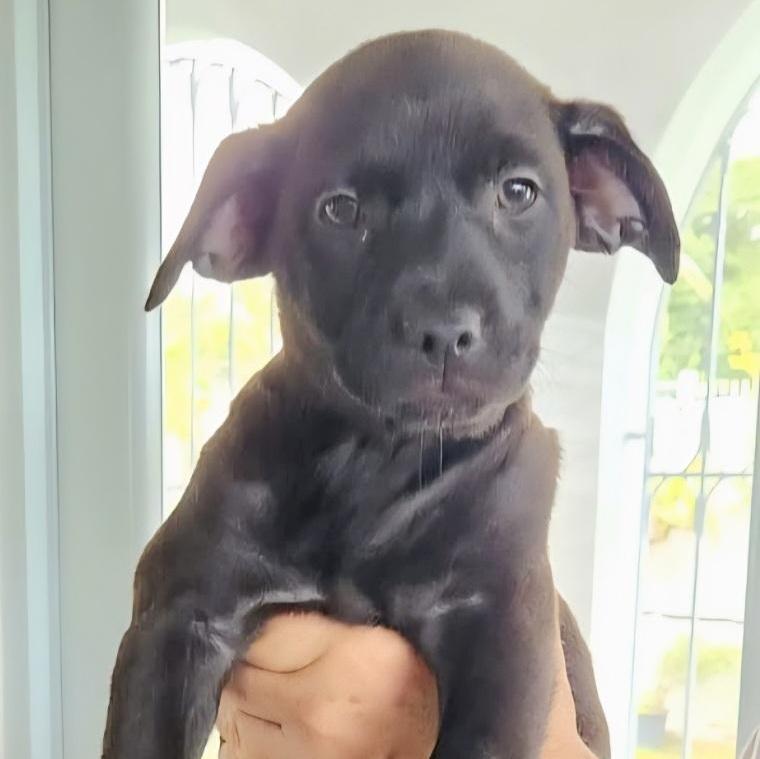 Ember "so Cute Litter