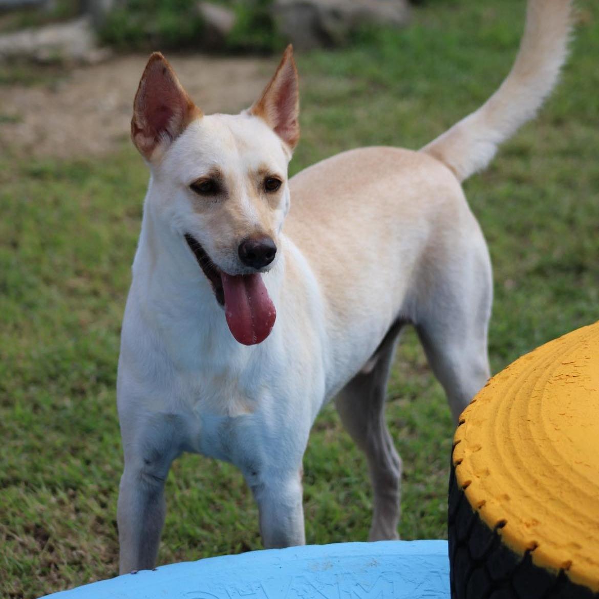 An adult medium-sized male Mixed Breed dog named Salvador for adoption in Humacao, PR