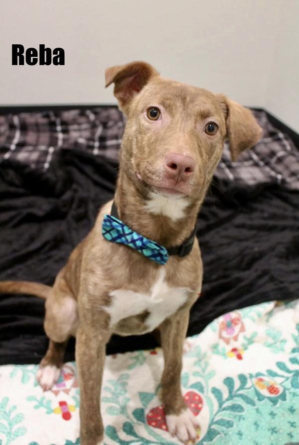 Reba