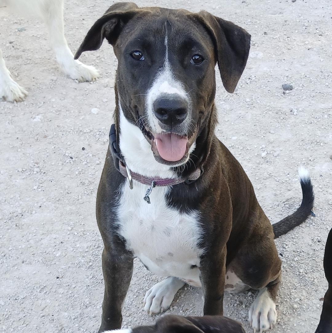An adult medium-sized female Brown / Chocolate Terrier dog named Luna Luz for adoption in Corpus Christi, TX
