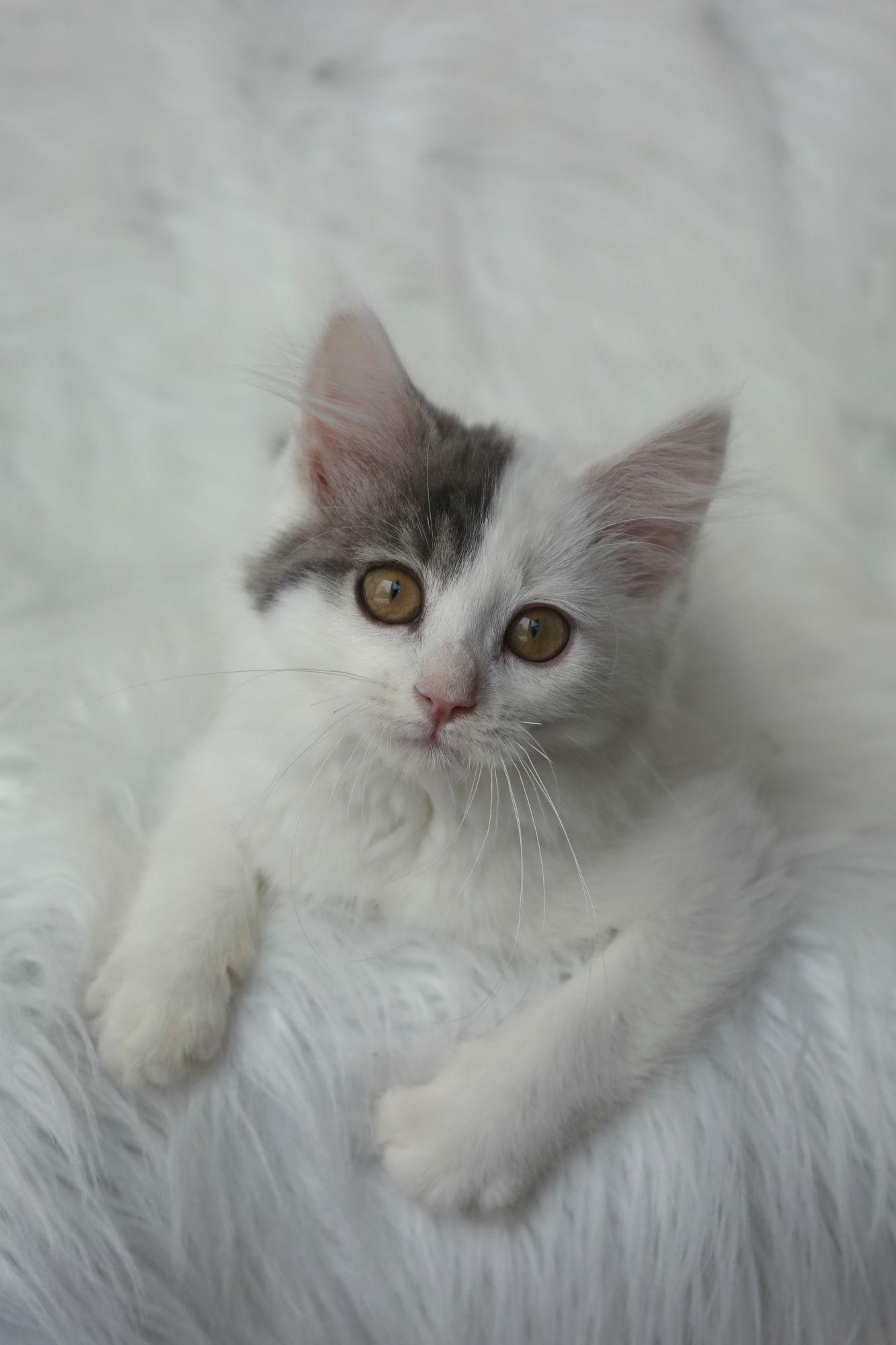 A young medium-sized female Domestic Medium Hair cat named Lyonnaise & Gasconne for adoption in New Prague, MN