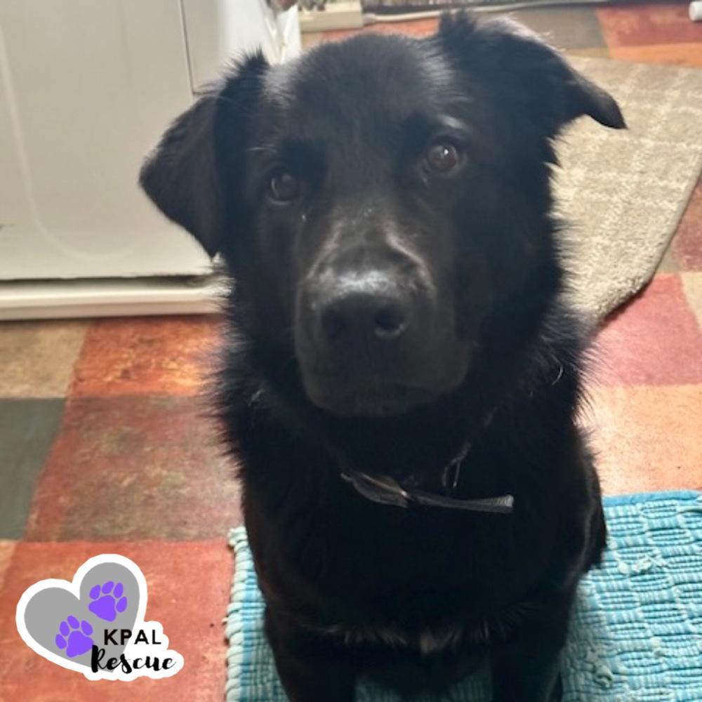 Typhoonie Scooter Ykd