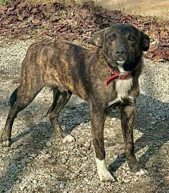 Marbles Local photo 1