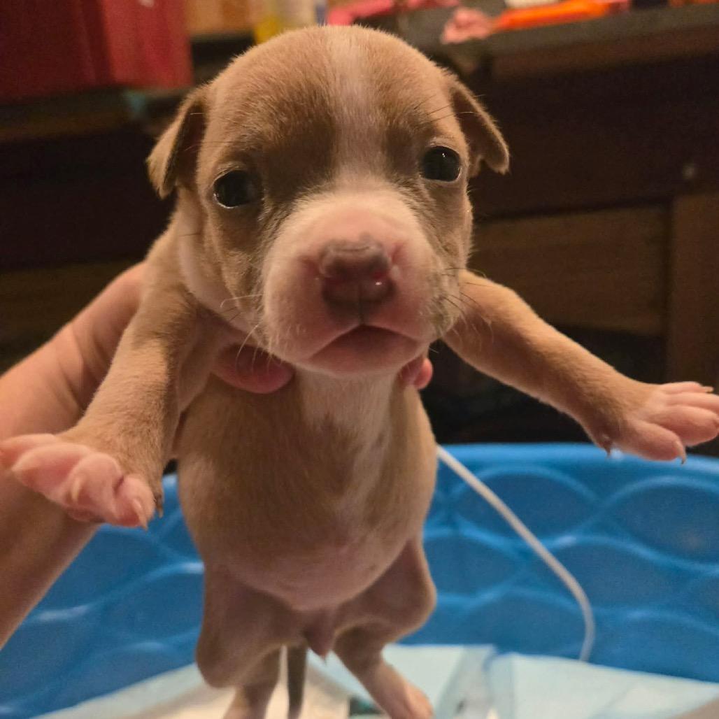 A baby small-sized female Brown / Chocolate Pit Bull Terrier dog named Selma for adoption in Austell, GA