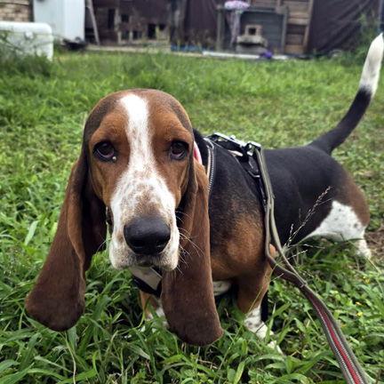 A young medium-sized male Basset Hound dog named Rooster for adoption in Mays Landing, NJ