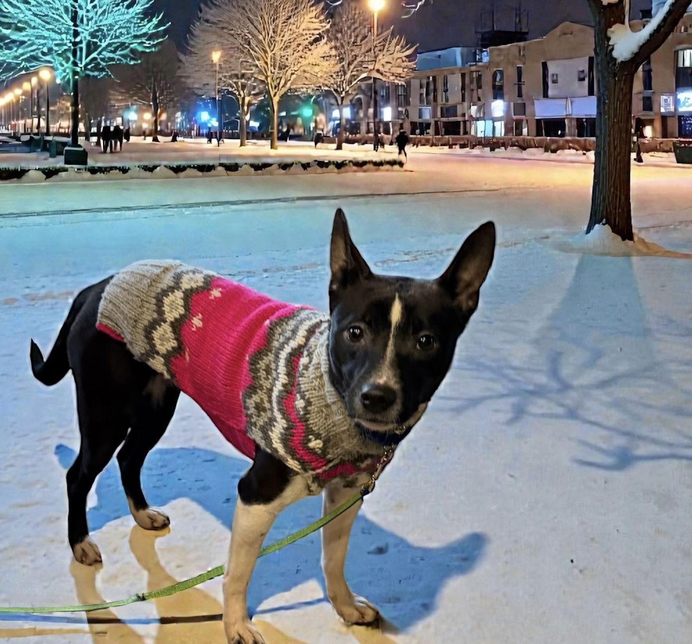 Thanksgiving : Apple Pup