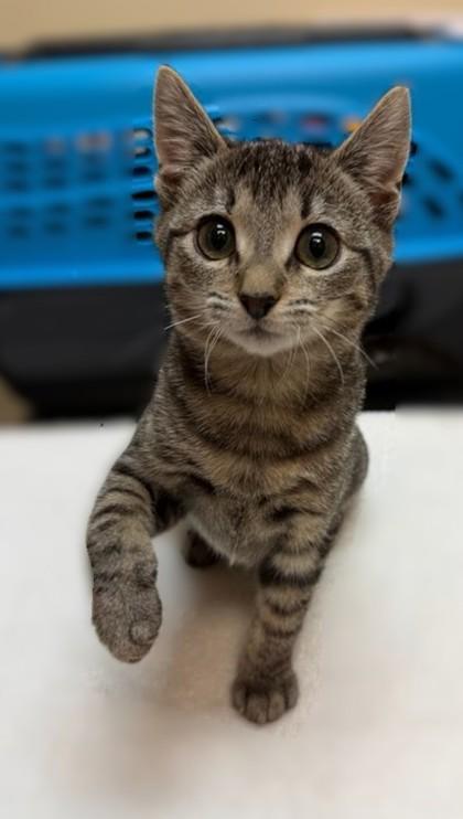 Bonnie Sue `a Priority